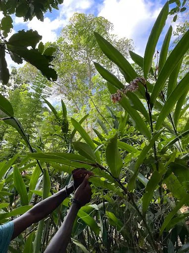 Zanzibar: Full - Day Stone Town, Spice Farm, and Prison Island Private Tour