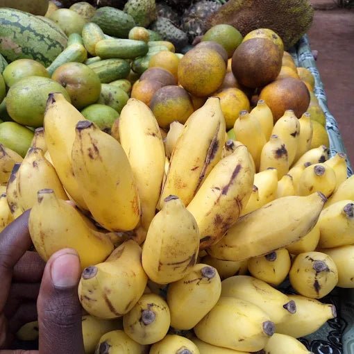 Zanzibar: Full - Day Stone Town, Spice Farm, and Prison Island Private Tour