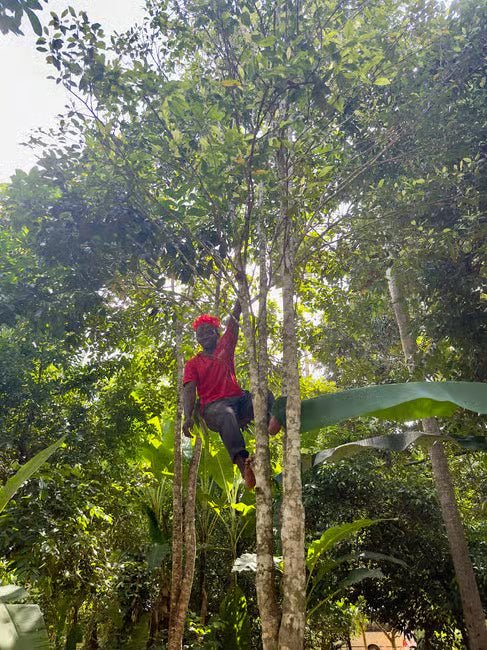 Zanzibar: Full - Day Stone Town Walk, Spice Farm and Prison Island Safari