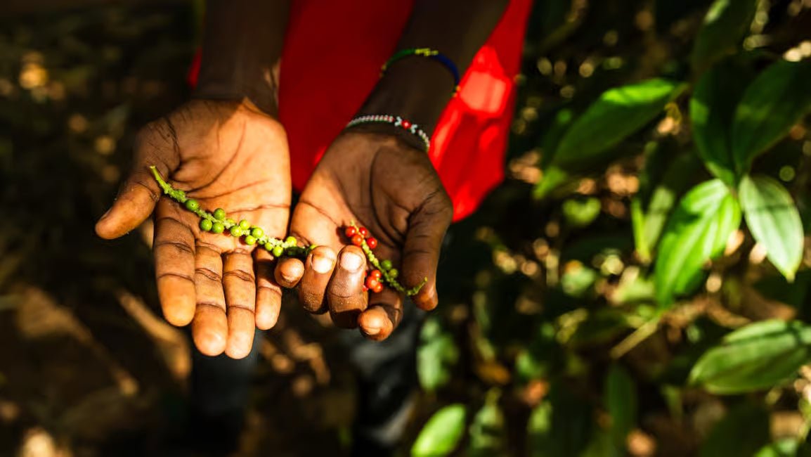 Zanzibar: Full - Day Stone Town Walk, Spice Farm and Prison Island Safari