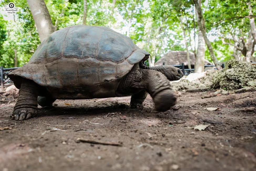 Zanzibar: Full - Day Stone Town Walk, Spice Farm and Prison Island Safari
