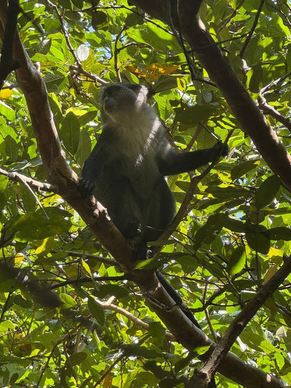 Zanzibar: Full Day Tour to Mnemba Island, Jozani Forest, Kuza Cave, Paje Beach and The Rock