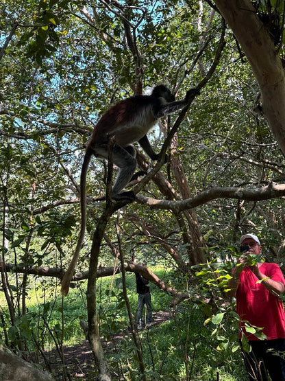 Zanzibar: Full Day Tour to Mnemba Island, Jozani Forest, Kuza Cave, Paje Beach and The Rock