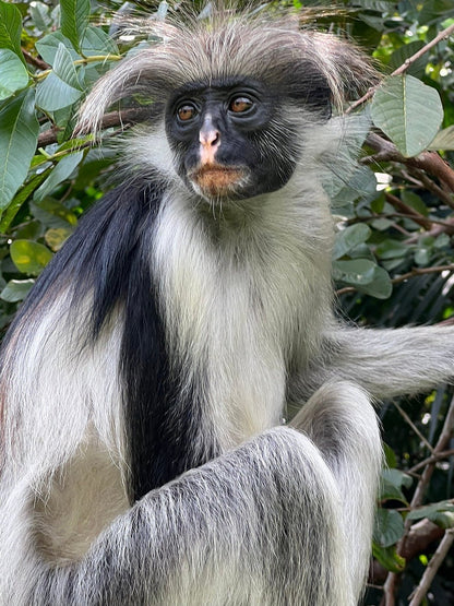 Zanzibar: Full Day Tour to Mnemba Island, Jozani Forest, Kuza Cave, Paje Beach and The Rock