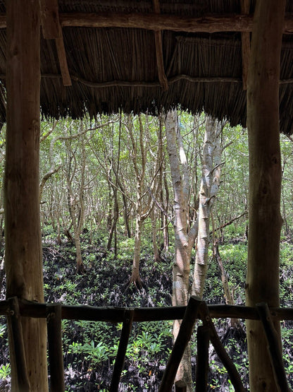 Zanzibar: Full Day Tour to Mnemba Island, Jozani Forest, Kuza Cave, Paje Beach and The Rock