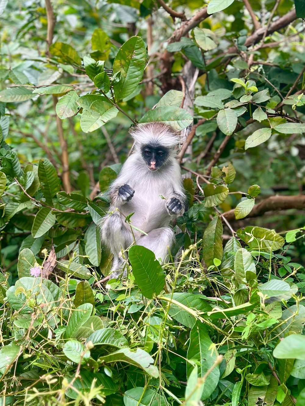 Zanzibar: Full Day Tour to Mnemba Island, Jozani Forest, Kuza Cave, Paje Beach and The Rock
