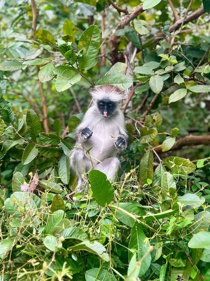 Zanzibar: Full Day Tour to Mnemba Island, Jozani Forest, Kuza Cave, Paje Beach and The Rock