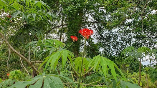 Zanzibar: Guided Spice Farm Tour with Local Lunch and Market Visit