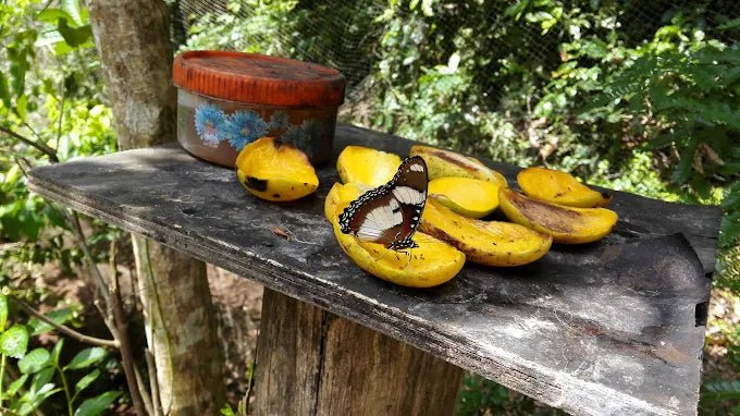 Zanzibar: Guided Spice Farm Tour with Local Lunch and Market Visit