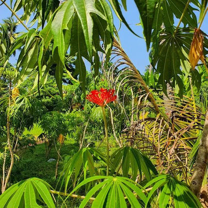 Zanzibar: Guided Spice Farm Tour with Local Lunch and Market Visit