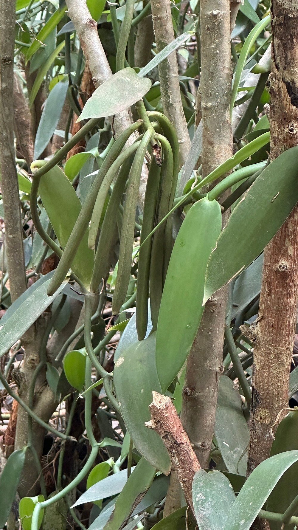 Zanzibar: Guided Spice Farm Tour with Tastings and Swahili Lunch