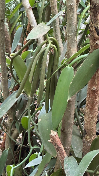 Zanzibar: Guided Spice Farm Tour with Tastings and Swahili Lunch