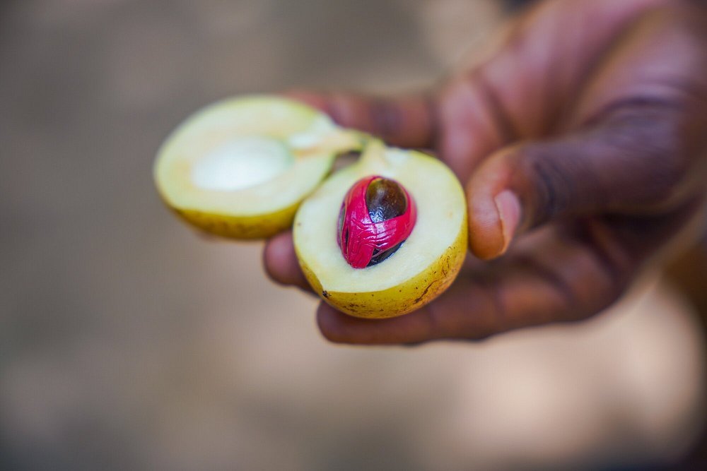 Zanzibar: Guided Spice Farm Tour with Tastings and Swahili Lunch