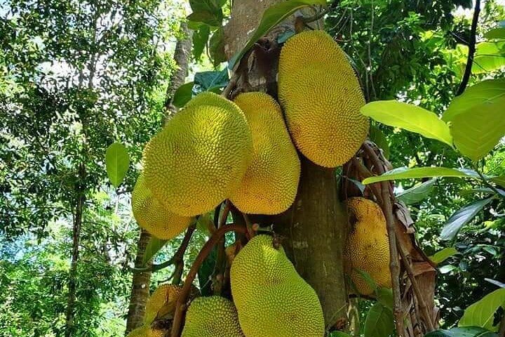 Zanzibar: Guided Spice Farm Tour with Tastings and Swahili Lunch