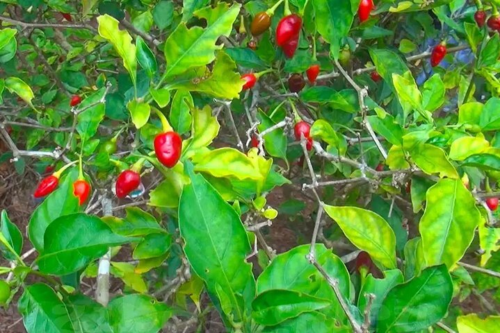 Zanzibar: Guided Spice Farm Tour with Tastings and Swahili Lunch