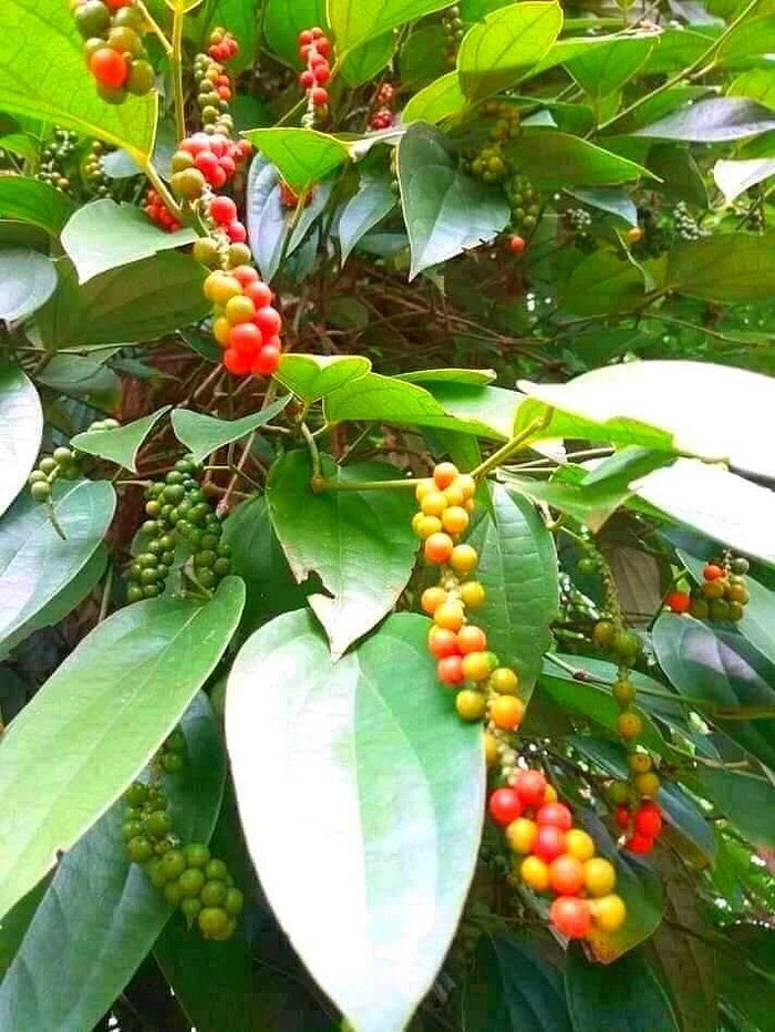 Zanzibar: Guided Spice Farm Tour with Tastings and Swahili Lunch