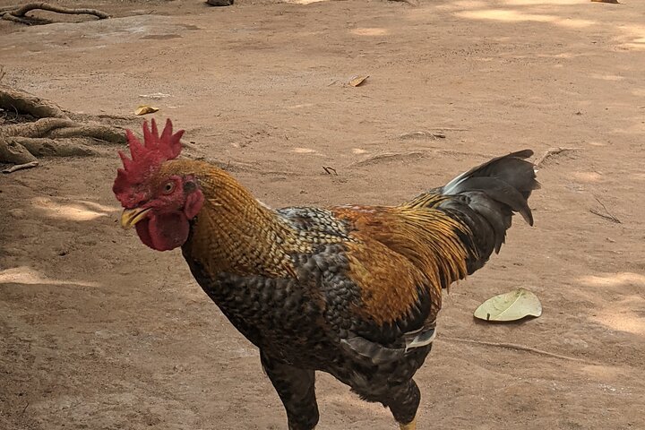 Zanzibar: Guided Spice Farm Tour with Tastings and Swahili Lunch