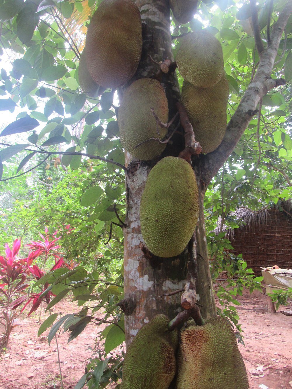 Zanzibar: Guided Spice Farm Tour with Tastings and Swahili Lunch