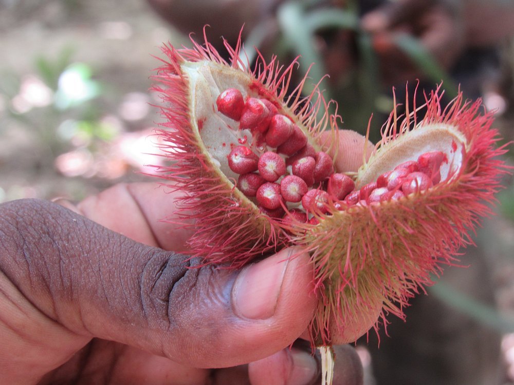Zanzibar: Guided Spice Farm Tour with Tastings and Swahili Lunch