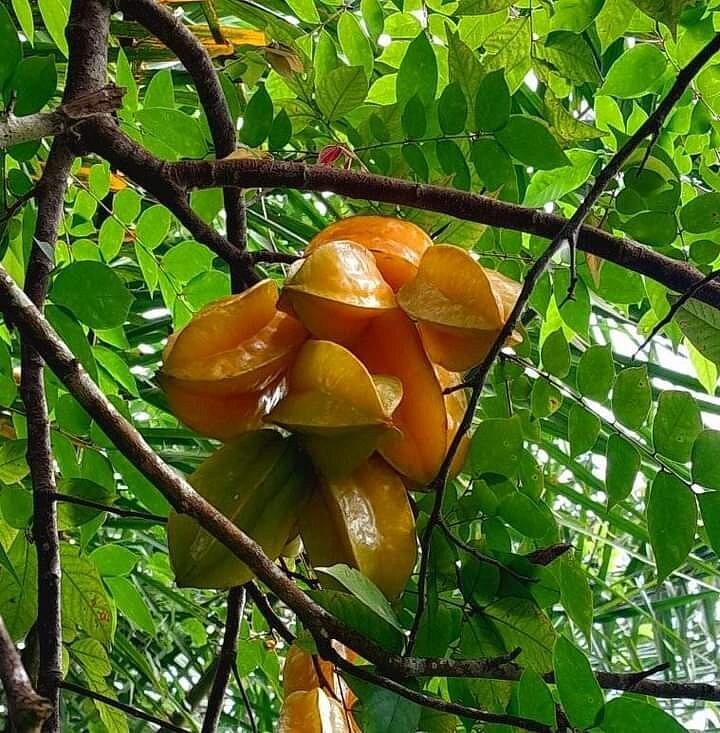 Zanzibar: Guided Spice Farm Tour with Tastings and Swahili Lunch
