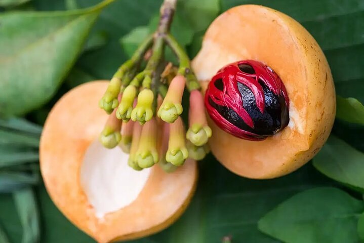 Zanzibar: Guided Spice Farm Tour with Tastings and Swahili Lunch