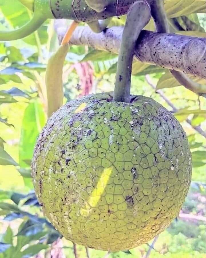 Zanzibar: Guided Spice Farm Tour with Tastings and Swahili Lunch