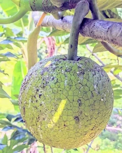 Zanzibar: Guided Spice Farm Tour with Tastings and Swahili Lunch