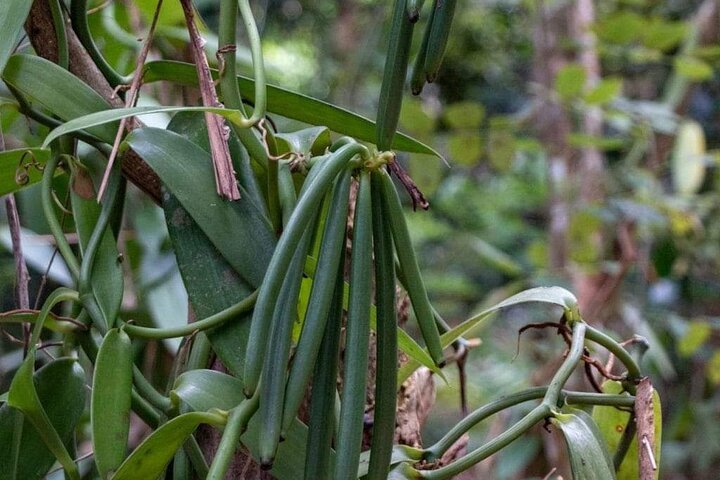 Zanzibar: Guided Spice Farm Tour with Tastings and Swahili Lunch