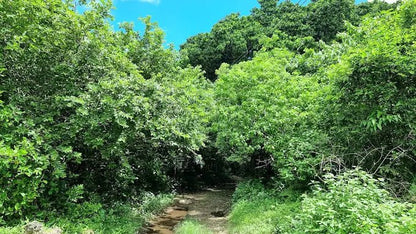 Zanzibar: Guided Tour of Jozani Forest and Mangrove Boardwalk