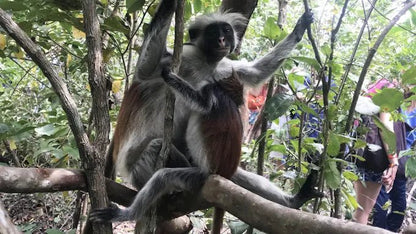 Zanzibar: Guided Tour of Jozani Forest and Mangrove Boardwalk