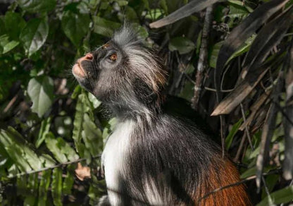 Zanzibar: Guided Tour of Jozani Forest and Mangrove Boardwalk