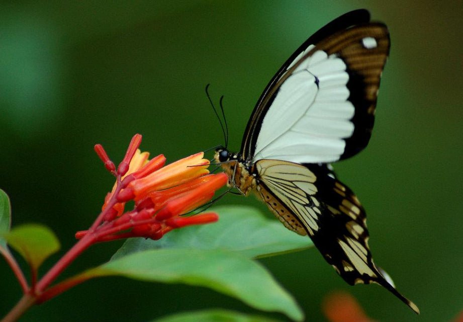 Zanzibar: Half - Day Jozani Forest and Butterfly Centre Guided Tour
