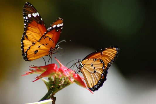 Zanzibar: Half - Day Jozani Forest and Butterfly Centre Guided Tour