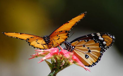 Zanzibar: Half - Day Jozani Forest and Butterfly Centre Guided Tour