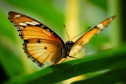 Zanzibar: Half - Day Jozani Forest and Butterfly Centre Guided Tour