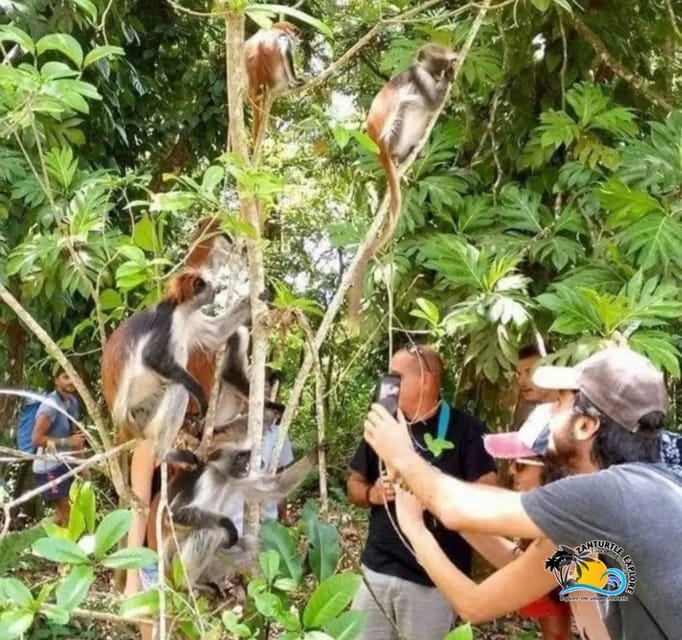 Zanzibar: Half - Day Jozani Forest and Butterfly Centre Guided Tour