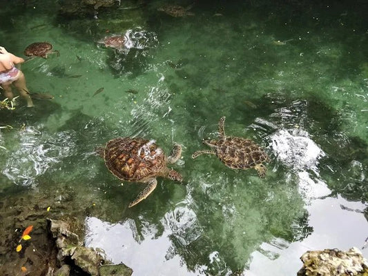 Zanzibar: Half‑Day Trip to Nungwi Turtle Aquarium and Beach Visit