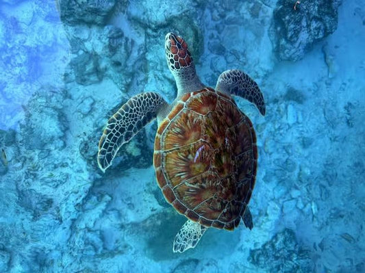 Zanzibar: Jozani Forest and Salaam Aquarium Turtle Experience
