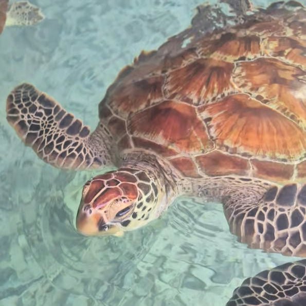 Zanzibar: Jozani Forest and Salaam Aquarium Turtle Experience