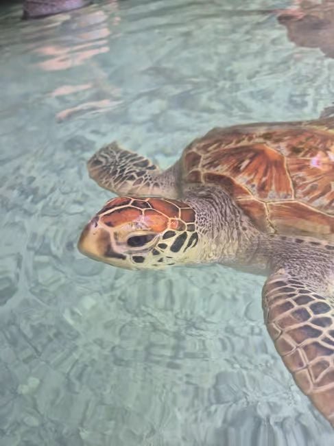 Zanzibar: Jozani Forest and Salaam Aquarium Turtle Experience