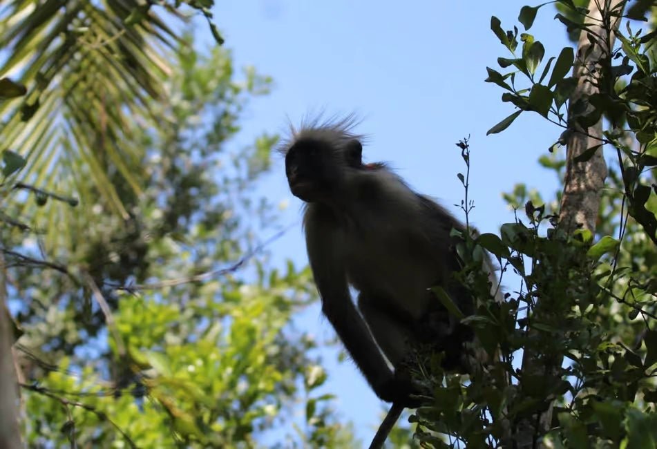Zanzibar: Jozani Forest and Salaam Aquarium Turtle Experience