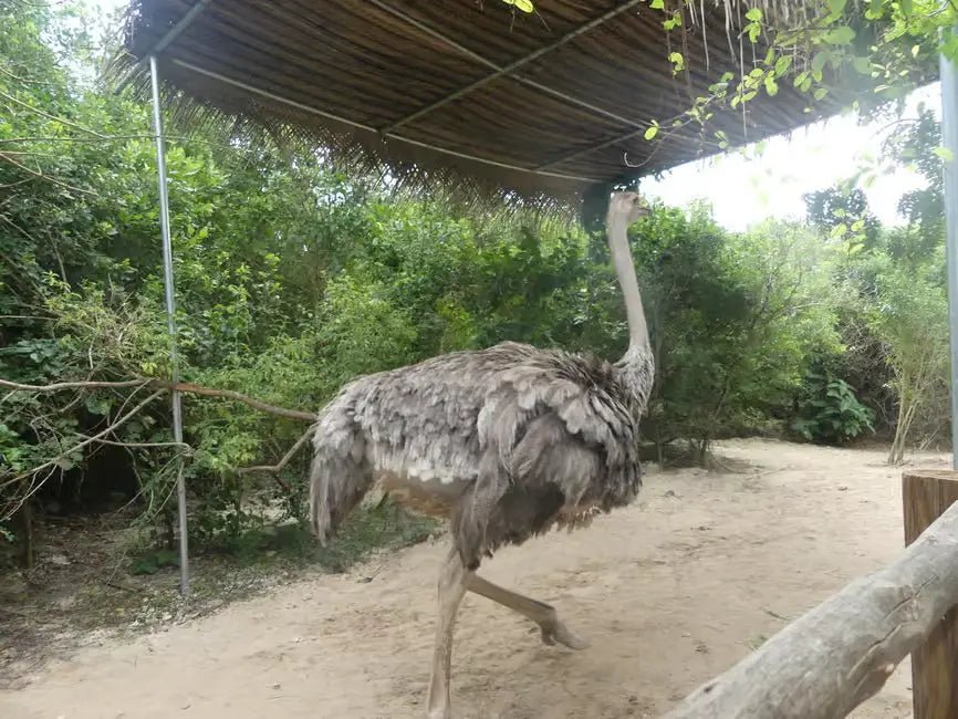 Zanzibar: Jozani Forest Day Trip with Local Zoo visit and Swimming with Turtles