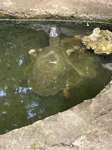 Zanzibar: Jozani Forest Day Trip with Local Zoo visit and Swimming with Turtles