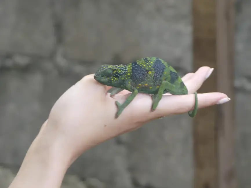 Zanzibar: Jozani Forest Day Trip with Local Zoo visit and Swimming with Turtles