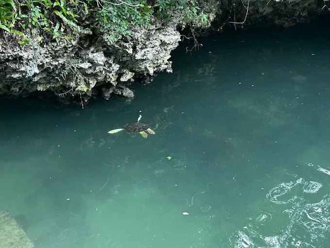 Zanzibar: Jozani Forest Day Trip with Local Zoo visit and Swimming with Turtles