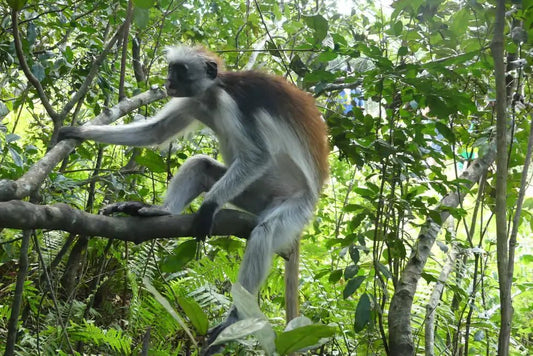 Zanzibar: Jozani Forest Day Trip with Local Zoo visit and Swimming with Turtles