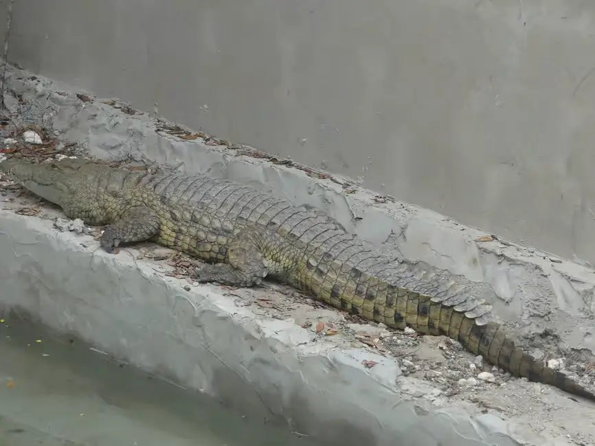 Zanzibar: Jozani Forest Day Trip with Local Zoo visit and Swimming with Turtles