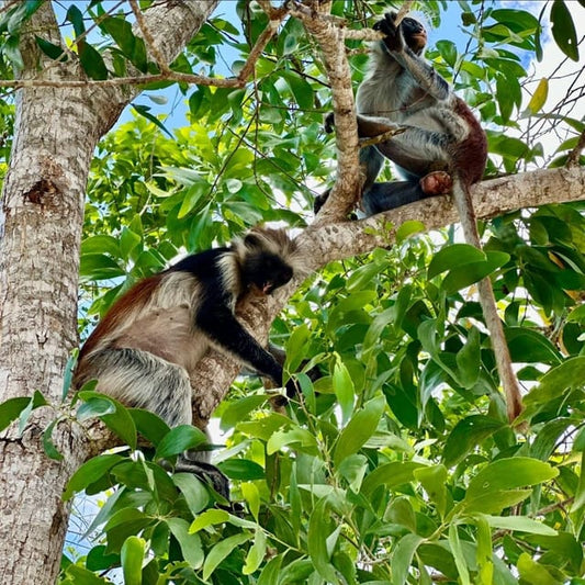 Zanzibar: Jozani Forest, Maalum Cave, Sea Turtles and Kae Beach Sunset Tour