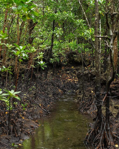Zanzibar: Jozani Forest, Maalum Cave, Sea Turtles and Kae Beach Sunset Tour