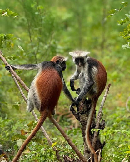 Zanzibar: Jozani Forest, Maalum Cave, Sea Turtles and Kae Beach Sunset Tour